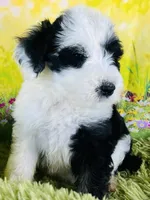 Rocker Boy, a male Sheepadoodle for sale in Fort Worth, TX – Photo 1 of 6