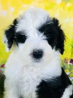 Rocker Boy, a male Sheepadoodle for sale in Fort Worth, TX – Photo 2 of 6