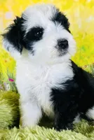 Rocker Boy, a male Sheepadoodle for sale in Fort Worth, TX – Photo 4 of 6