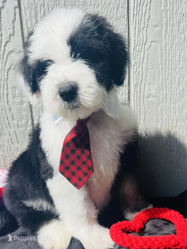 Rocker Boy – Sheepadoodle puppy for sale in Fort Worth, TX