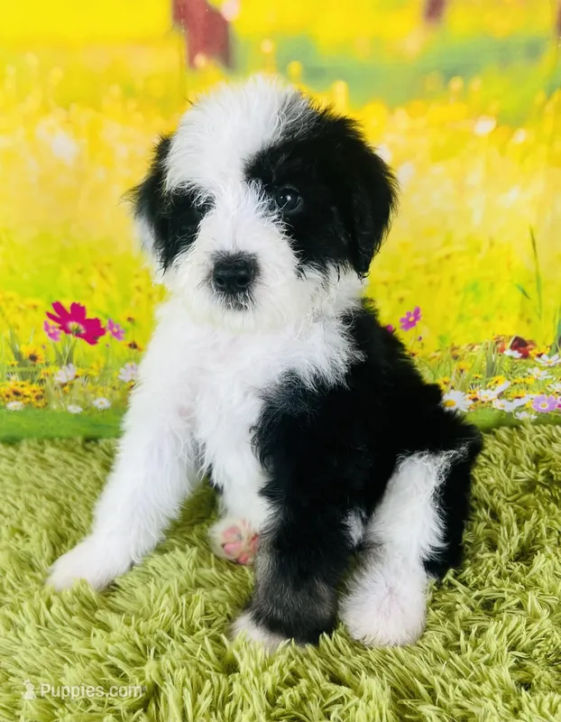 Rocker Boy – Sheepadoodle puppy for sale in Fort Worth, TX