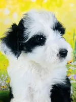 Rocker Boy, a male Sheepadoodle for sale in Fort Worth, TX – Photo 3 of 6