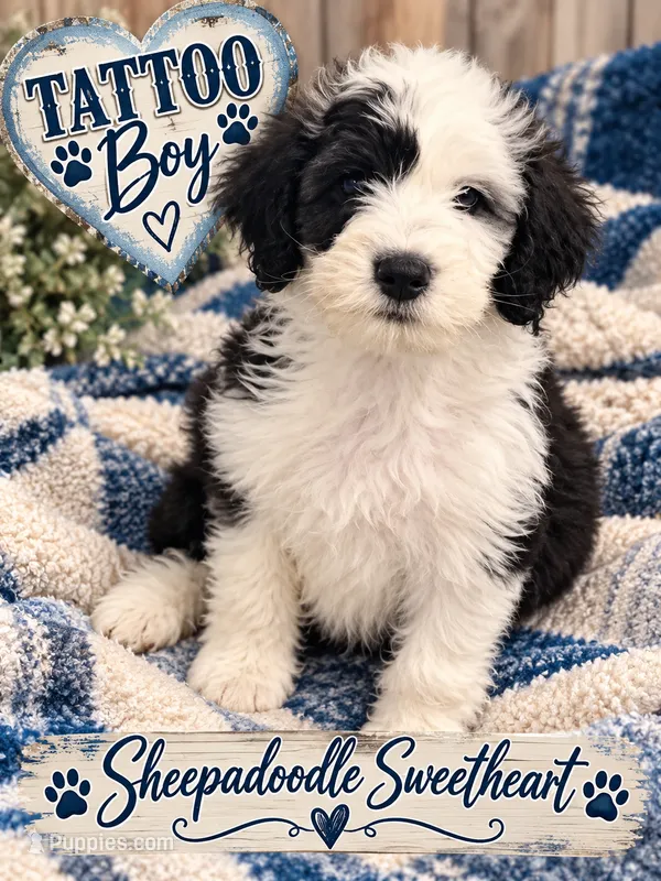 TATTOO – Sheepadoodle puppy for sale in Fort Worth, TX