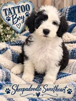 TATTOO, a male Sheepadoodle for sale in Fort Worth, TX – 2 of 5