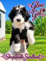 GLOW, a female Sheepadoodle for sale in Fort Worth, TX – 1 of 8