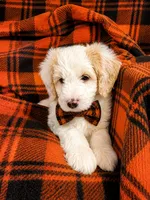 NELSON BOY (MINI), a male Sheepadoodle for sale in Fort Worth, TX – 3 of 7