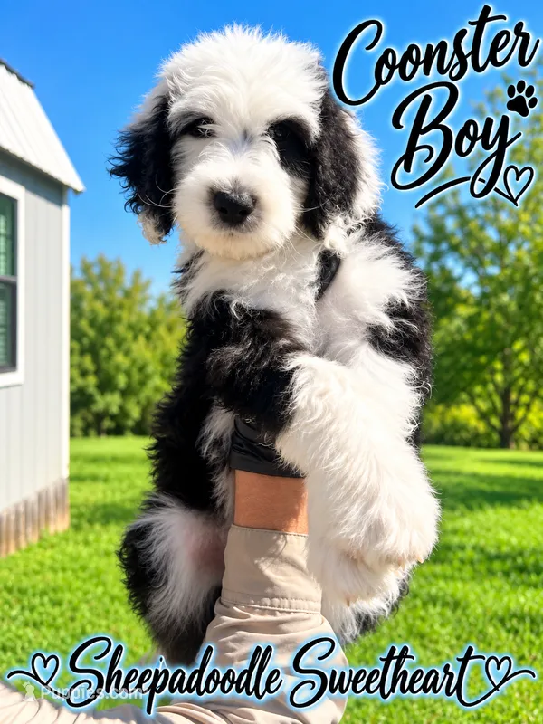 COONSTER – Sheepadoodle puppy for sale in Fort Worth, TX