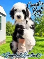 COONSTER, a male Sheepadoodle for sale in Fort Worth, TX – 1 of 7