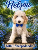NELSON BOY (MINI), a male Sheepadoodle for sale in Fort Worth, TX – 1 of 9