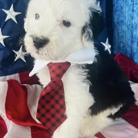 F1 Sheepadoodles, a  Old English Sheepdog and Sheepadoodle for sale in Fort Worth, TX – Photo 2 of 6