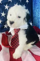 F1 Sheepadoodles, a  Old English Sheepdog and Sheepadoodle for sale in Fort Worth, TX – Photo 1 of 6