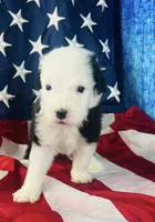 F1 Sheepadoodles, a  Old English Sheepdog and Sheepadoodle for sale in Fort Worth, TX – Photo 2 of 6