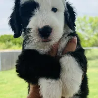 F1 Sheepadoodles, a  Old English Sheepdog and Sheepadoodle for sale in Fort Worth, TX – Photo 4 of 6