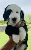 F1 Sheepadoodles, a  Old English Sheepdog and Sheepadoodle for sale in Fort Worth, TX – Photo 4 of 6