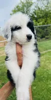 F1 Sheepadoodles, a  Old English Sheepdog and Sheepadoodle for sale in Fort Worth, TX – Photo 5 of 6