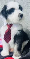 F1 Sheepadoodles, a  Old English Sheepdog and Sheepadoodle for sale in Fort Worth, TX – 2 of 7
