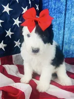 F1 Sheepadoodles, a  Old English Sheepdog and Sheepadoodle for sale in Fort Worth, TX – Photo 3 of 6