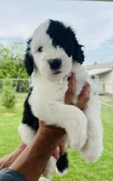 F1 Sheepadoodles, a  Old English Sheepdog and Sheepadoodle for sale in Fort Worth, TX – Photo 6 of 6