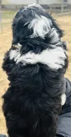 #4 GIRL, a female Miniature Bernedoodle for sale in Fort Worth, TX – Photo 5 of 5