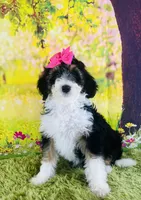 BUTTERFLY GIRL, a female Miniature Bernedoodle for sale in Fort Worth, TX – Photo 3 of 10