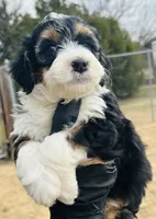 #4 GIRL, a female Miniature Bernedoodle for sale in Fort Worth, TX – Photo 1 of 5
