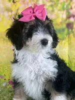 BUTTERFLY GIRL, a female Miniature Bernedoodle for sale in Fort Worth, TX – Photo 4 of 10
