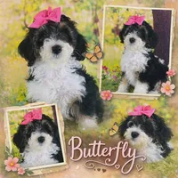 BUTTERFLY GIRL, a female Miniature Bernedoodle for sale in Fort Worth, TX – Photo 1 of 10