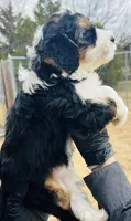 #4 GIRL, a female Miniature Bernedoodle for sale in Fort Worth, TX – Photo 3 of 5