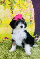 BUTTERFLY GIRL, a female Miniature Bernedoodle for sale in Fort Worth, TX – Photo 2 of 10