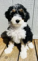BUTTERFLY GIRL, a female Miniature Bernedoodle for sale in Fort Worth, TX – Photo 5 of 10