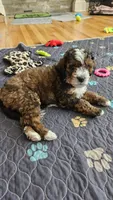 Asher, a male Bernedoodle and Miniature Bernedoodle for sale in Pleasant Hill, MO – Photo 4 of 6