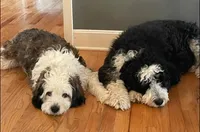 Asher, a male Bernedoodle and Miniature Bernedoodle for sale in Pleasant Hill, MO – Photo 6 of 6
