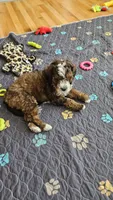 Asher, a male Bernedoodle and Miniature Bernedoodle for sale in Pleasant Hill, MO – Photo 5 of 6