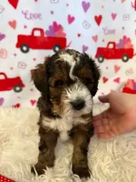 Asher, a male Bernedoodle and Miniature Bernedoodle for sale in Pleasant Hill, MO – Photo 1 of 6