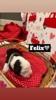 Felix, a male Bernedoodle and Miniature Bernedoodle for sale in Pleasant Hill, MO – Photo 3 of 3
