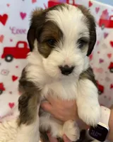 Evangeline , a female Bernedoodle and Miniature Bernedoodle for sale in Pleasant Hill, MO – Photo 1 of 5