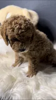 PUREBRED MINI POODLE, a female Poodle - Miniature  for sale in Buckeye, AZ – Photo 2 of 4