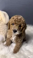 PUREBRED MINI POODLE, a female Poodle - Miniature  for sale in Buckeye, AZ – Photo 1 of 4