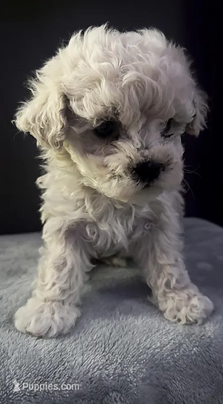 MALE MALTIPOO