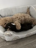 Lady, a female Poodle - Toy  for sale in Buckeye, AZ – Photo 2 of 4