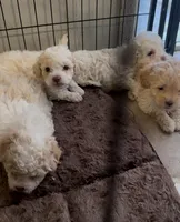 TOY POODLE, a female Poodle - Toy  for sale in Buckeye, AZ – Photo 2 of 2