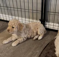 TOY POODLE, a female Poodle - Toy  for sale in Buckeye, AZ – Photo 1 of 2