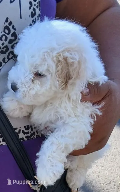 Toy poodle, a male Poodle - Toy  for sale in Buckeye, AZ – Photo 1 of 3
