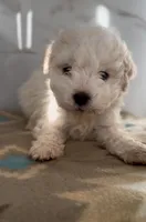 Toy poodle, a male Poodle - Toy  for sale in Buckeye, AZ – Photo 3 of 3