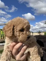 FEMALE MINI POODLE, a female Poodle - Miniature  for sale in Buckeye, AZ – Photo 3 of 4