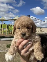 FEMALE MINI POODLE, a female Poodle - Miniature  for sale in Buckeye, AZ – Photo 2 of 4