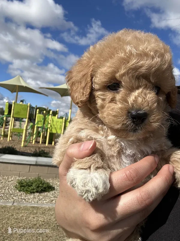 FEMALE MINI POODLE