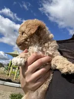FEMALE MINI POODLE, a female Poodle - Miniature  for sale in Buckeye, AZ – Photo 4 of 4