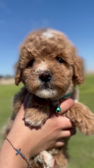 FEMALE MINI GOLDENDOODLE, a female Miniature Goldendoodle for sale in Buckeye, AZ – 1 of 1