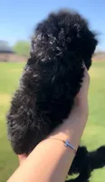Toy poodle, a female Poodle - Toy  for sale in Buckeye, AZ – 3 of 3